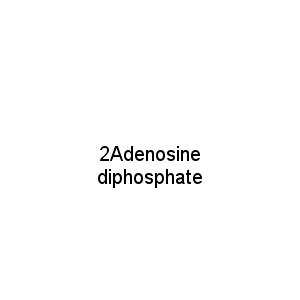 2Adenosine diphosphate